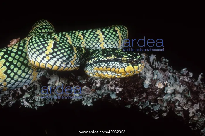 : Temple Viper : Temple Viper