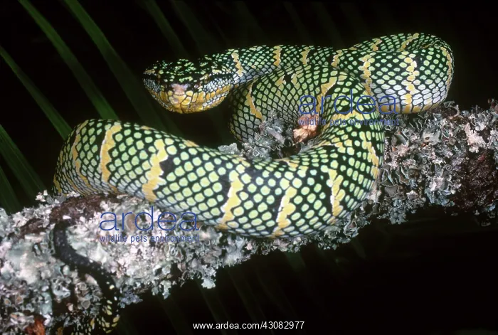 : Temple Viper : Temple Viper