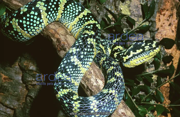 : Temple Viper : Temple Viper
