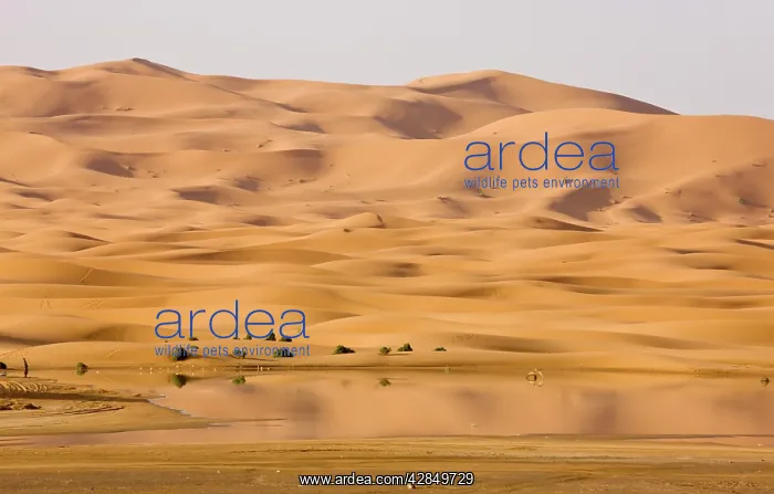 : Temporary lake and dunes in the high Erg Chebbi sand dunes : Temporary lake and dunes in the high Erg Chebbi sand dunes