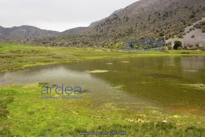 : Temporary Pond on the Omalos plateau, White Mountains, Crete : Temporary Pond on the Omalos plateau, White Mountains, Crete