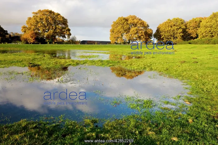  : Temporary Pond - rare and endangered habitat, home