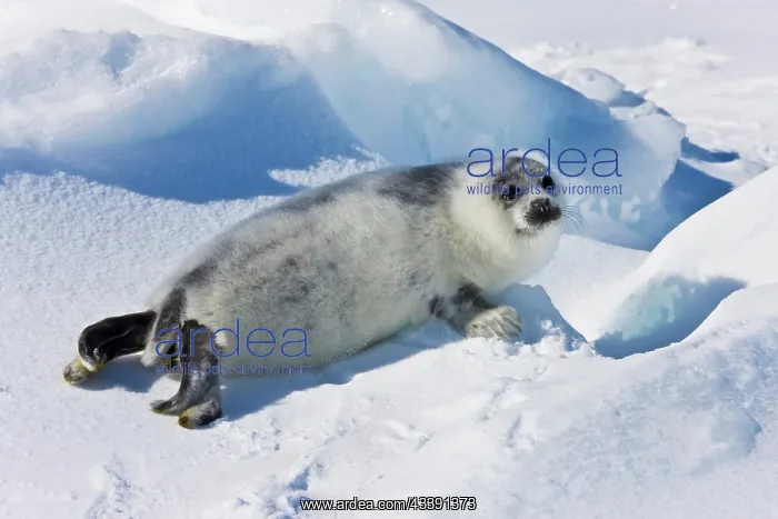 : Ten-day-old harp seal pup fur starting to : Ten-day-old harp seal pup fur starting to