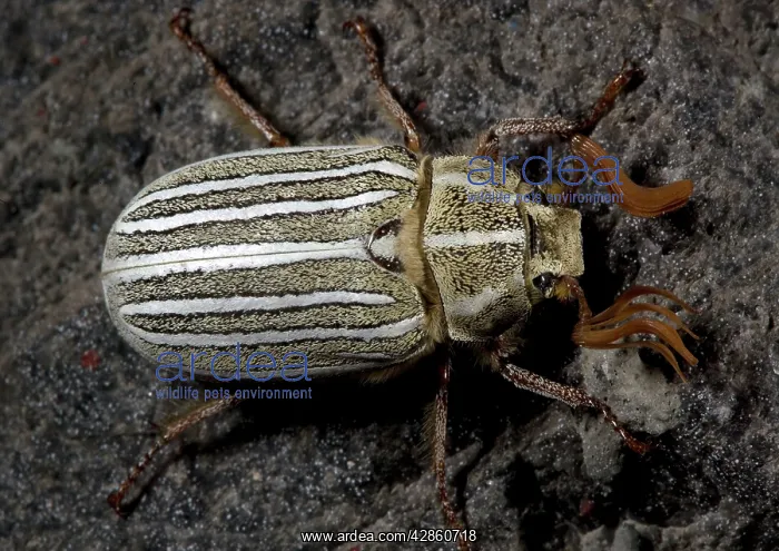 : Ten-lined June / chafer beetle : Ten-lined June / chafer beetle