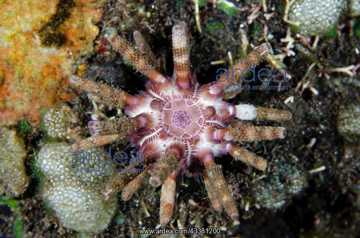 : Ten-lined Sea Urchin - with geometric pattern - : Ten-lined Sea Urchin - with geometric pattern -