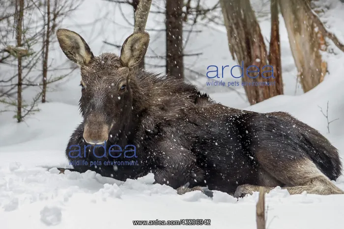 : Ten-month-old bull moose resting on snow, Gaspest : Ten-month-old bull moose resting on snow, Gaspest