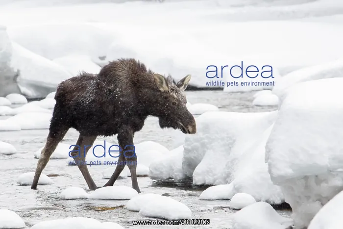 : Ten-month-old elk bull running in the river in winter : Ten-month-old elk bull running in the river in winter