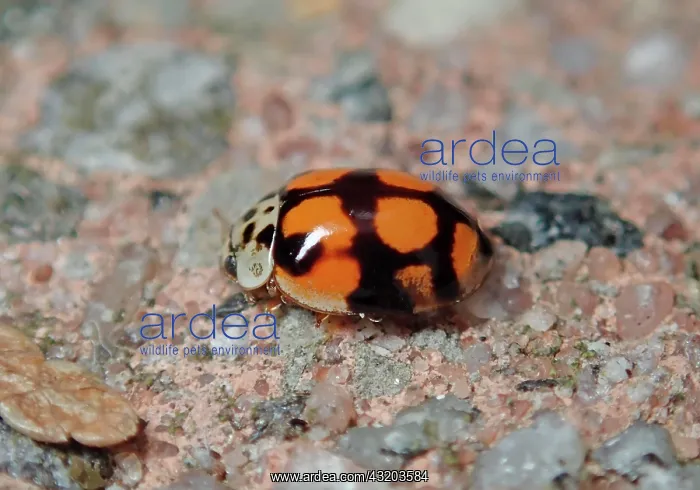 : Ten-spotted ladybird (Adalia decempunctata), colour : Ten-spotted ladybird (Adalia decempunctata), colour