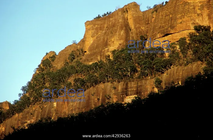 : A tenacious Eucalypt community growing on cliff : A tenacious Eucalypt community growing on cliff