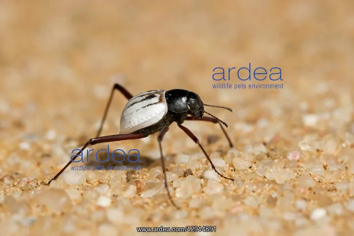 : Tenbrionid beetle - Close up portrait : Tenbrionid beetle - Close up portrait