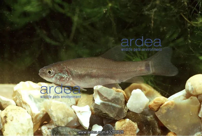 : TENCH : TENCH