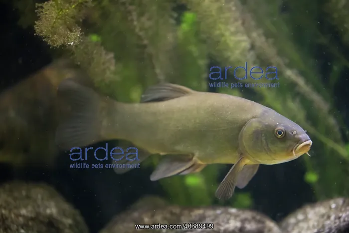 : Tench - swimming fish - Germany : Tench - swimming fish - Germany