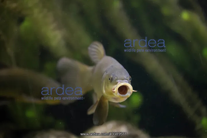 : Tench - swimming fish - Germany : Tench - swimming fish - Germany