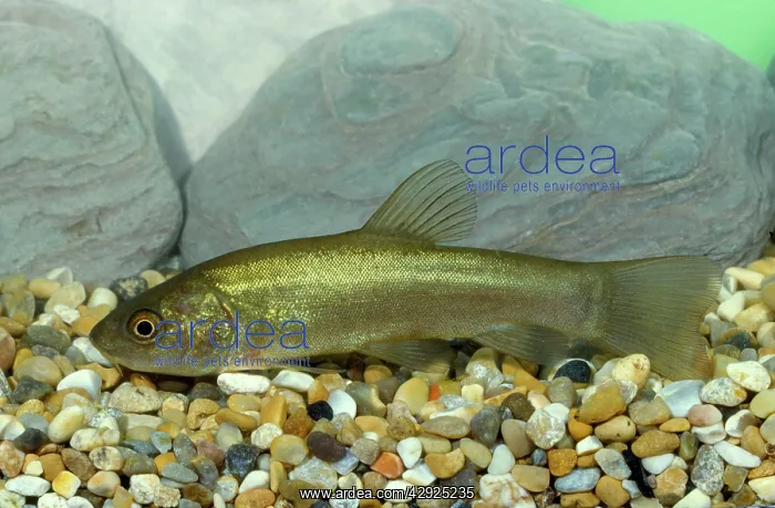  : TENCH (Tinca tinca)