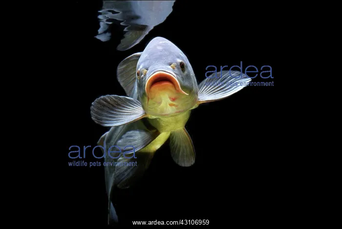 : Tench, (Tinca tinca), captive, France, Europe : Tench, (Tinca tinca), captive, France, Europe