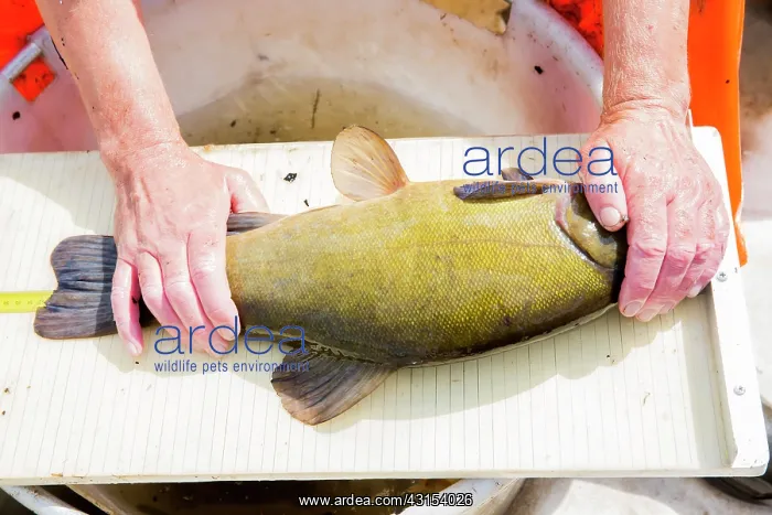 : Tench (Tinca tinca) being measured : Tench (Tinca tinca) being measured