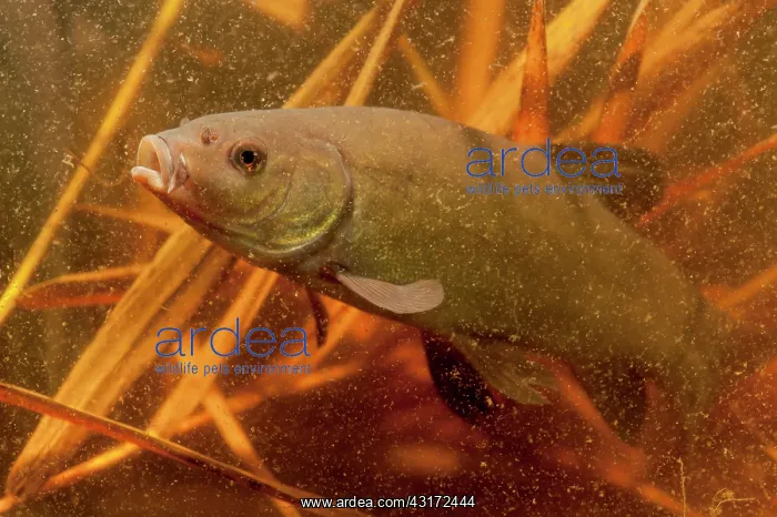 : Tench (Tinca tinca) swimming between reet in merky water, The Netherlands, Gelderland : Tench (Tinca tinca) swimming between reet in merky water, The Netherlands, Gelderland