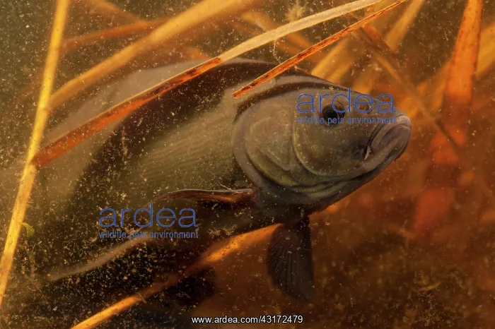 : Tench (Tinca tinca) swimming between reet in merky water, The Netherlands, Gelderland : Tench (Tinca tinca) swimming between reet in merky water, The Netherlands, Gelderland