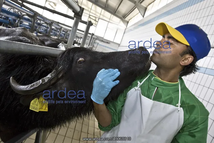 : Tenderness between a worker and a female buffalo Italy