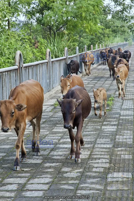: Tending Cattle, Guilin, China : Tending Cattle, Guilin, China