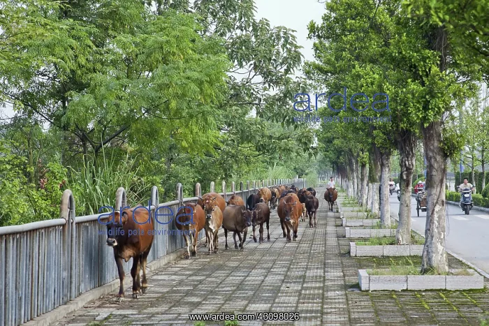 : Tending Cattle, Guilin, China : Tending Cattle, Guilin, China