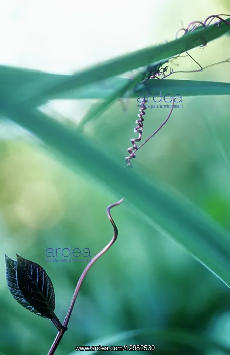 : Tendril : Tendril