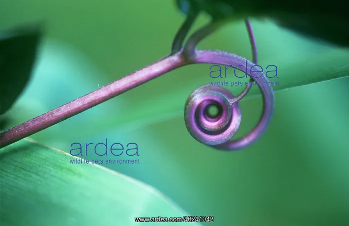 : Tendril : Tendril