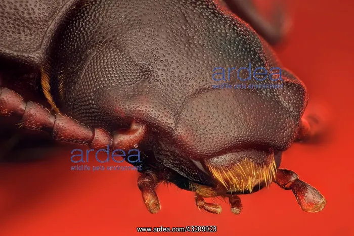 : (Tenebrio molitor) or flour beetle, commonly use : (Tenebrio molitor) or flour beetle, commonly use