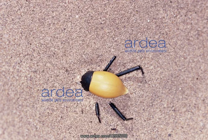 : Tenebrionid BEETLE - burrowing under sand during : Tenebrionid BEETLE - burrowing under sand during