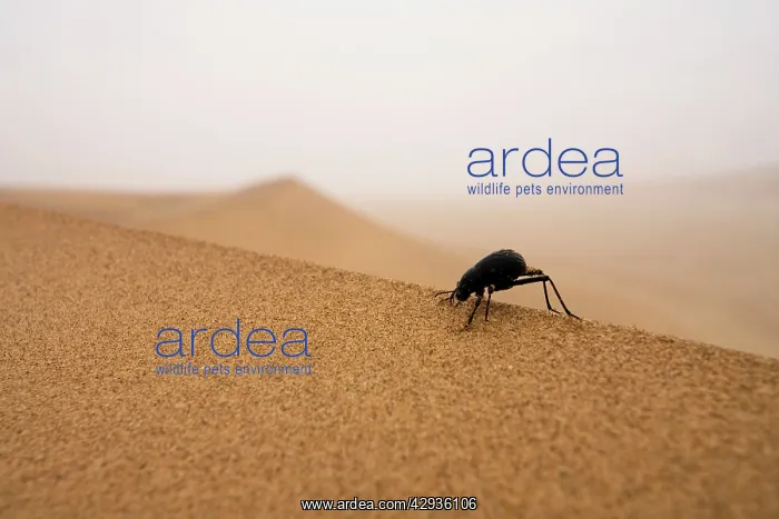 : Tenebrionid Beetle - Fog-Basking in the Namib Dune : Tenebrionid Beetle - Fog-Basking in the Namib Dune