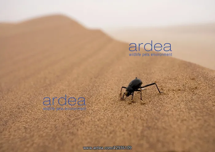 : Tenebrionid Beetle - Fog-Basking in the Namib Dune : Tenebrionid Beetle - Fog-Basking in the Namib Dune