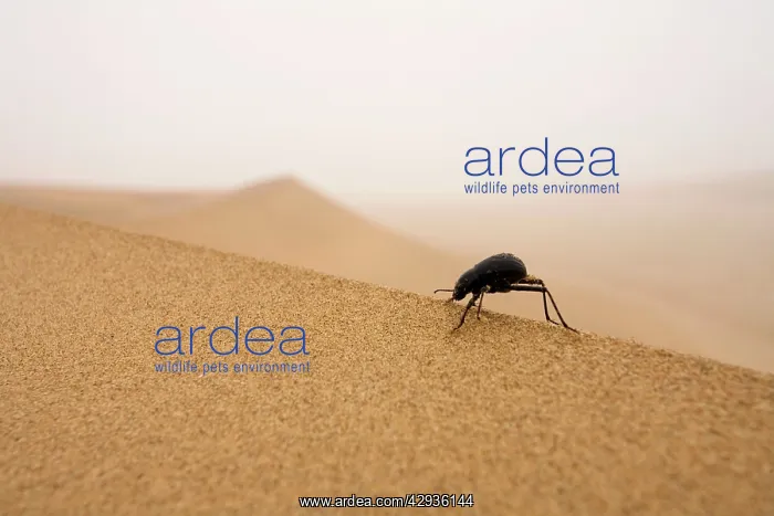 : Tenebrionid Beetle - Fog-Basking in the Namib Dunes : Tenebrionid Beetle - Fog-Basking in the Namib Dunes