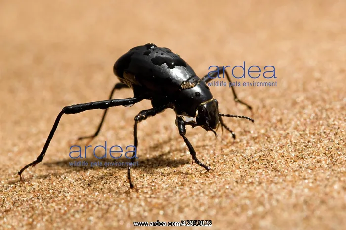: Tenebrionid Beetle - fog basking - using its body : Tenebrionid Beetle - fog basking - using its body