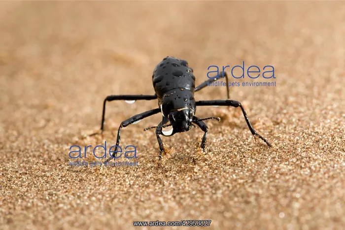 : Tenebrionid Beetle - fog basking - using its body : Tenebrionid Beetle - fog basking - using its body