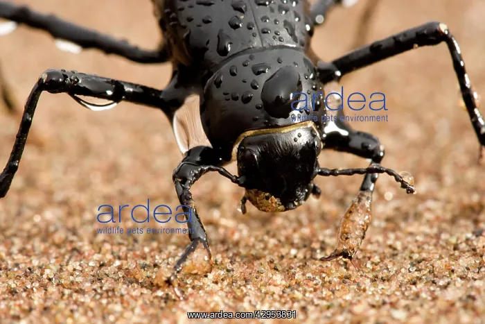 : Tenebrionid Beetle - fog basking - using its body : Tenebrionid Beetle - fog basking - using its body