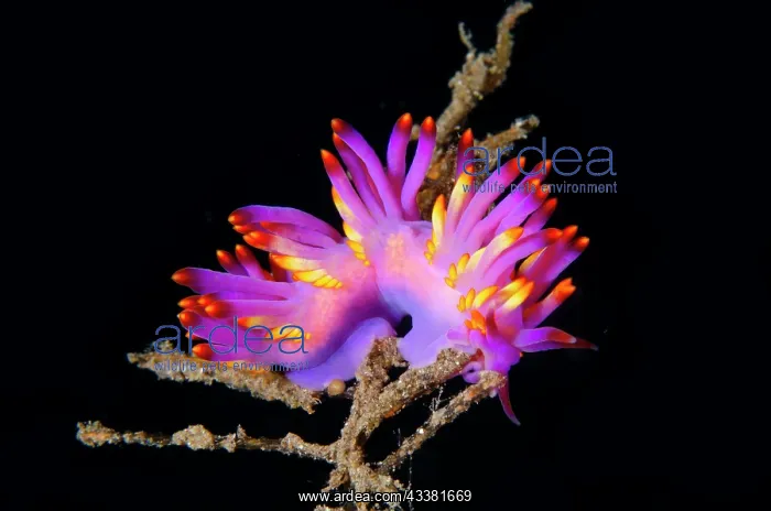 : Tenellia Nudibranch - Jemeluk Bay Gallery dive site : Tenellia Nudibranch - Jemeluk Bay Gallery dive site