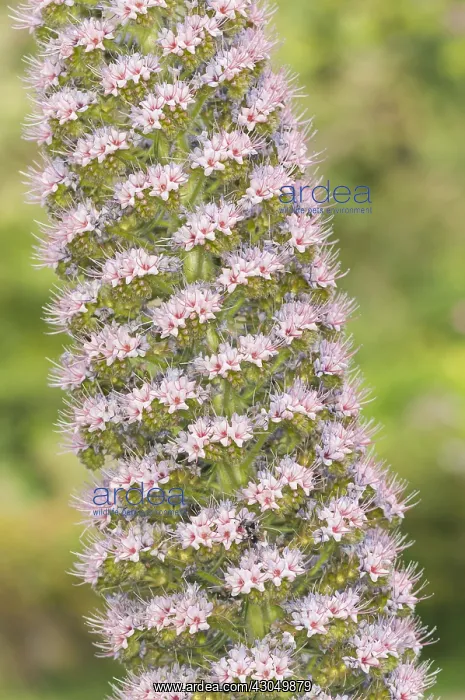 : Tenerife bugloss or tower of jewels, (Echium wildpretii) : Tenerife bugloss or tower of jewels, (Echium wildpretii)