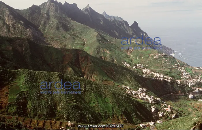 : TENERIFE, Canary Island - showing terraces : TENERIFE, Canary Island - showing terraces