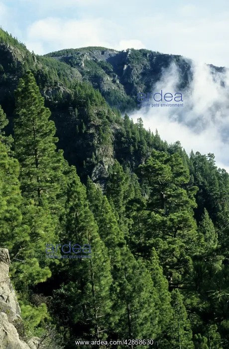  : Tenerife - Canary Pine Forest (Pinus canariensis)