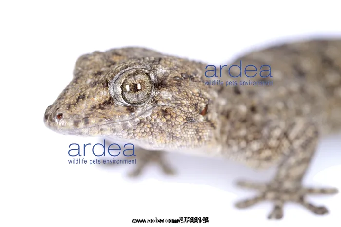 : Tenerife Gecko (Tarentola delalandii) close-up : Tenerife Gecko (Tarentola delalandii) close-up