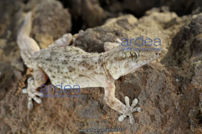 : Tenerife Gecko - Tenerife : Tenerife Gecko - Tenerife