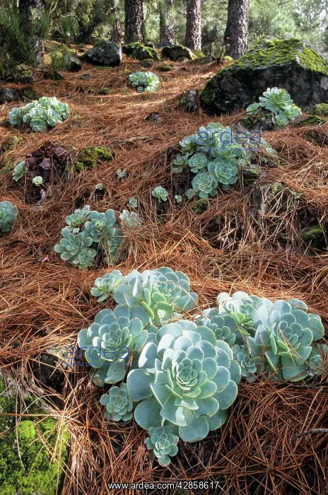 : Tenerife - Greenovia Aurea Rosettes : Tenerife - Greenovia Aurea Rosettes