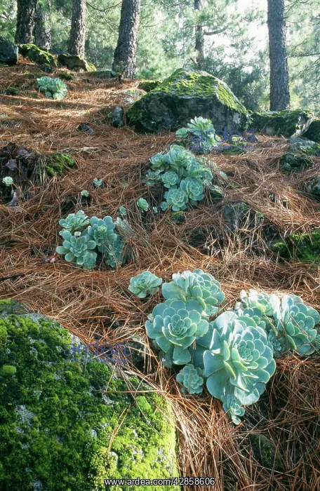 : Tenerife - Greenovia aurea rosettes in old Canary : Tenerife - Greenovia aurea rosettes in old Canary