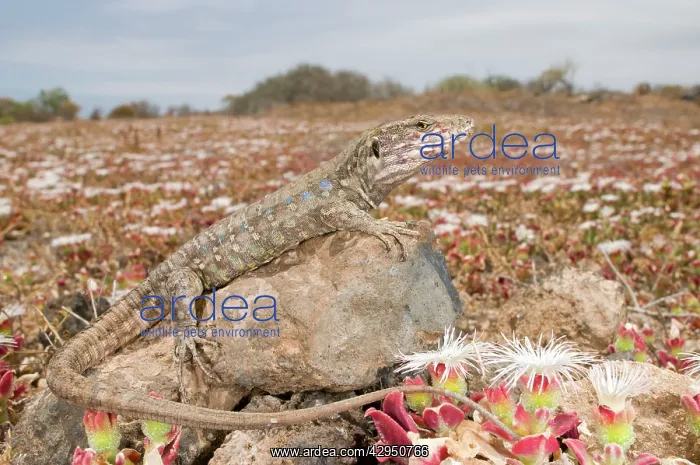 : Tenerife Lizard - female in habitat : Tenerife Lizard - female in habitat