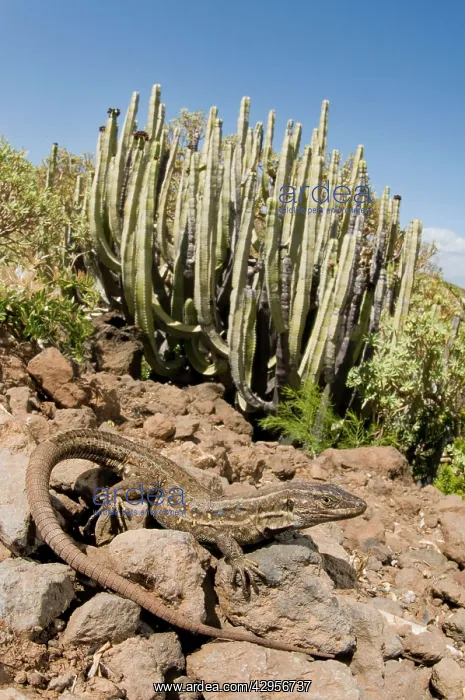 : Tenerife Lizard - female - in typical habitat : Tenerife Lizard - female - in typical habitat