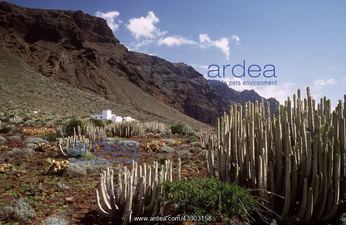 : TENERIFE - Semi-desert landscape at Punta de Teno : TENERIFE - Semi-desert landscape at Punta de Teno