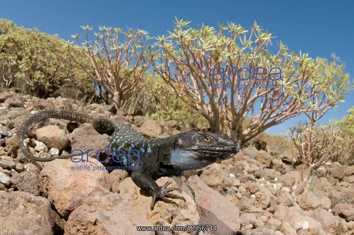: Tenerife / Western Canaries Lizard - male in habitat : Tenerife / Western Canaries Lizard - male in habitat