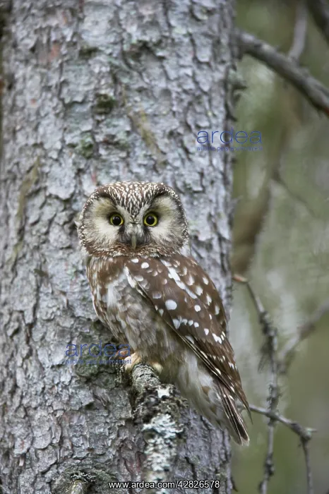 : Tengmalm's Owl : Tengmalm's Owl