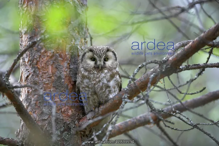 : Tengmalm's Owl : Tengmalm's Owl