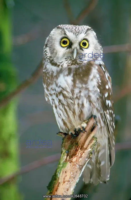  : Tengmalm's Owl